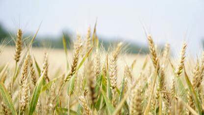 2025乌镇峰会：蚂蚁已部署万卡规模国产算力群，全面应用于安全及风控