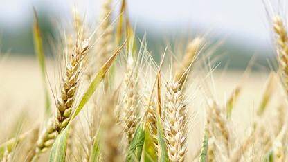 Warper:由 Rust 驱动的 React 虚拟化库