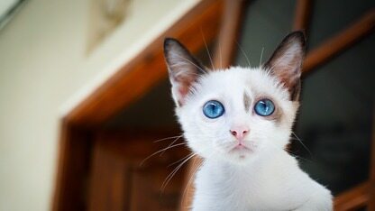 赌上 AI 未来，万人团队裁掉近半！前推特 CEO放话：一年后大多数公司都得这么干