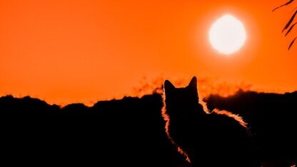 突发！激光雷达巨头申请破产：30 亿估值归零，资产不及负债零头，创始人另立门户收购旧部却遭拒？