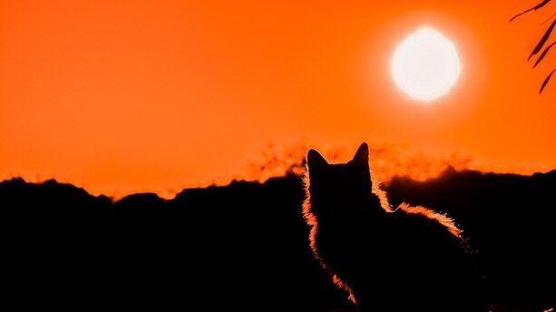 IDE消亡之年？Steve Yegge 两句狠话：2026 年还用 IDE 就不行，每天烧 500–1000 美元 Token 才合理