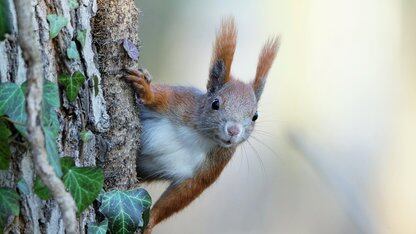 Pretext.js 绕过 DOM 布局重排，实现 120 FPS 的高级交互体验