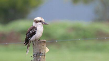 GitHub Copilot CLI 正式进入全面可用阶段