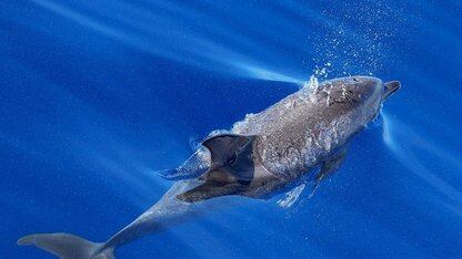 “16个Agent组队，两周干翻37年GCC”？！最强编码模型Claude Opus 4.6首秀，10万行Rust版C编译器跑通Linux内核还能跑Doom