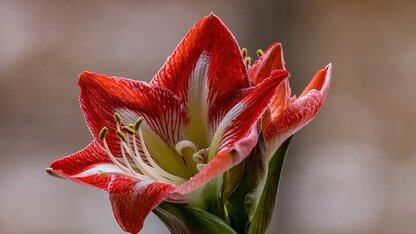 发布 Agent OS、深度渗透垂直行业,钉钉阳谋:打造Agent 矩阵,AI 重构一切