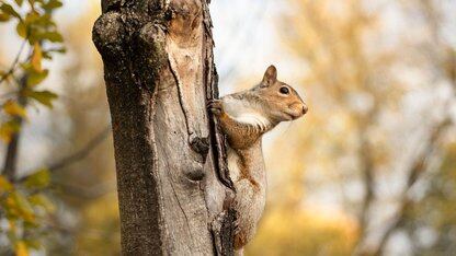 Yelp 实现超 1,000 个 Cassandra 节点零停机升级