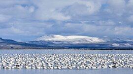 解读Go语言的2021：稳定为王