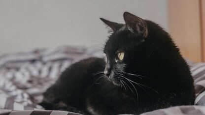 ChatGPT的第一块广告位，被谁买走了？OpenAI：别骂，我们这次所有底线都招了