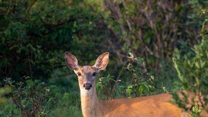 自动驾驶优化：从复杂性到实时工程