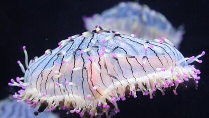 十多个模型打不过 DeepSeek 一个？奥特曼受不了了：怒将 GPT 和 o系列合并，非思维链模型到头！
