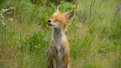 .NET 10正式发布,在性能、AI和开发者体验方面实现了重大改进