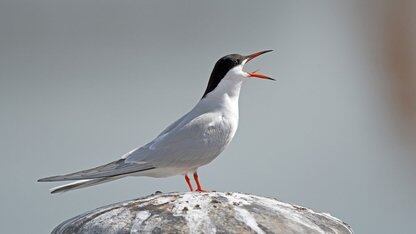 开源软件Kafka 商业化公司即将上市，将重点发展云服务