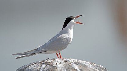 开源软件Kafka 商业化公司即将上市，将重点发展云服务