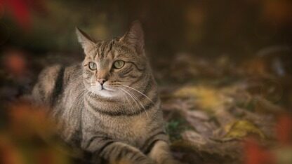 靠 AI 智能体让网络走向自动驾驶!HPE Networking两大平台推出AIOps能力,正直奔“L5阶段”