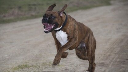 Datadog 在其 LLM 可观测性工具中集成 Google ADK