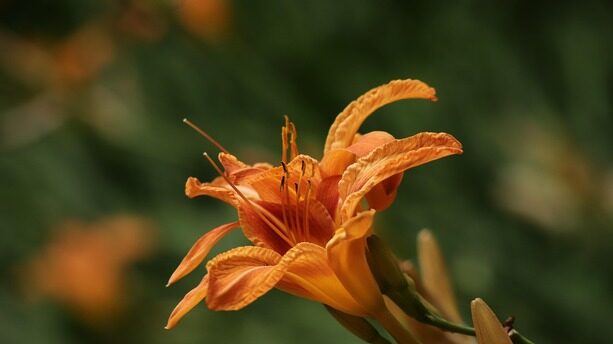 “最悲伤的结局”？IBM豪掷110亿收购Confluent：Kafka开源焦虑升级，Flink流计算或成最大赢家