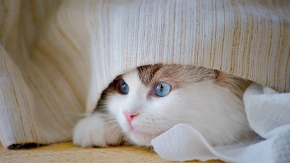 Scroll组件中的布局如何居顶展示？