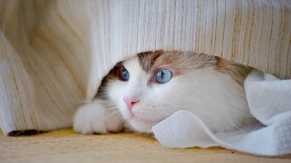 解决 AI “不会配合” 的难题！蚂蚁数科 20 + 论文入选顶会，攻克大规模智能协作关键技术