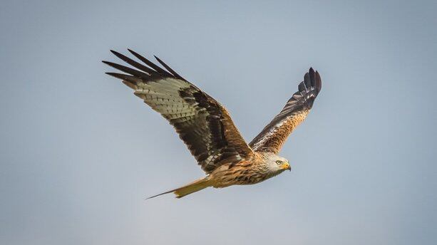 连1.0版本都没有,Uber为什么会采用这样一项新技术?