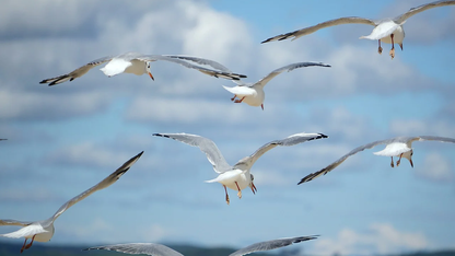 告别孤军奋战！Kiro CLI将AI Agent带入你的终端