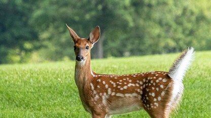 GitHub 将使用 Free、Pro 和 Pro+ 用户的 Copilot 交互数据来训练 AI 模型