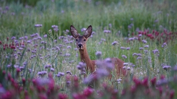 多领域试水，WebAssembly 距离大规模应用还有多远？