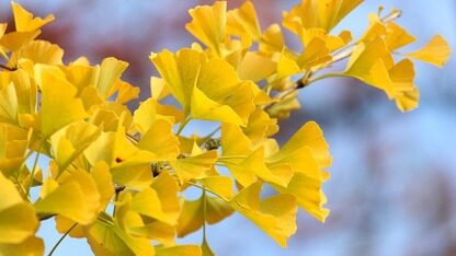 苹果发布 Swift SDK for Android 预览版