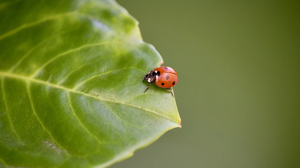 “Cursor的bug太多了，他们直接买下一家代码评审公司来修！”