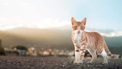 面向SRE的人本AI:多智能体事件响应