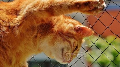 突发！Meta砸数百亿收购Manus，肖弘将出任 Meta 副总裁  &nbsp;