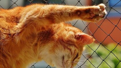 库克怒换苹果AI一号位:谷歌系不行、找微软高管救火!Siri藏“大雷”全靠OS团队翻盘?