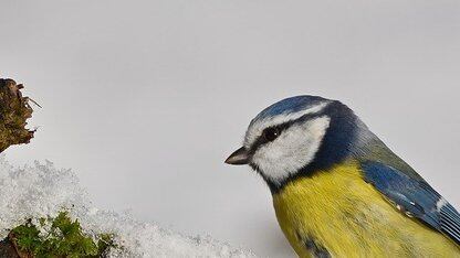 Cursor 新模型被指就是Kimi K2.5，联创回应：确实是，下次我们会说清楚   