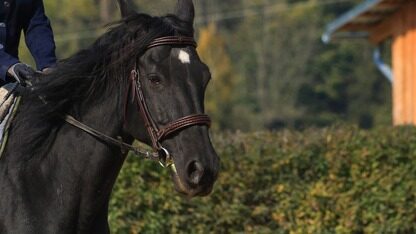 鸿蒙运营周报上线!数据周周可查,运营效率稳步提升