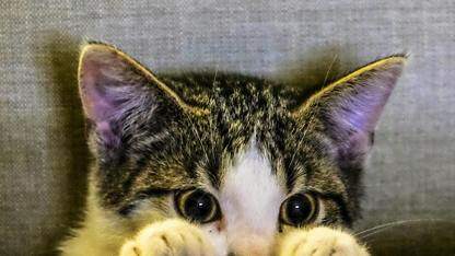 鸿蒙好文月度精选丨2026_3月刊