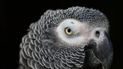 聚焦 Spring Framework 7 与 Spring Boot 4：Spring 团队专访