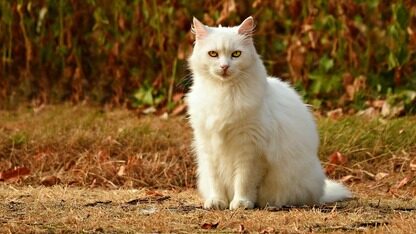 开发者怒扒200家AI公司,73%“套壳”拿融资、服务溢价甚至高达千倍!创始人直接认了:大家都在撒谎