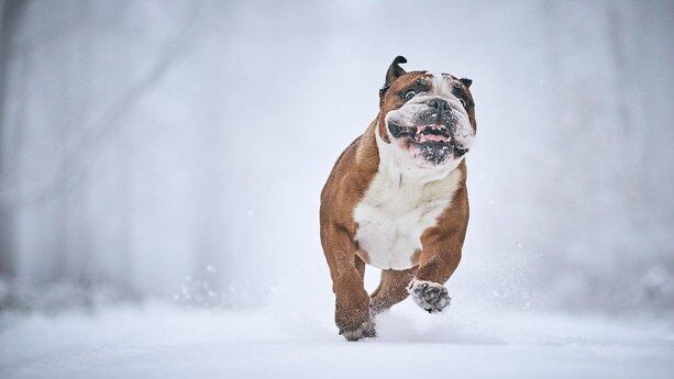 全靠Claude Code 10天赶工上线，Cowork 删用户11G文件不含糊！核心研发：长时间打磨再发布很难成功