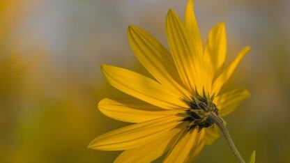 打破孤岛:Netflix推出Upper元模型实现内容工程一致性