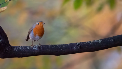 鸿蒙应用全流程测试指南上线,为开发者提供测试必备导航