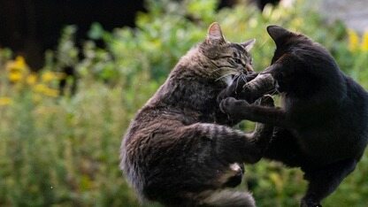 同属 Oracle,OpenJDK 与 GraalVM 对 AI 代码贡献态度相反