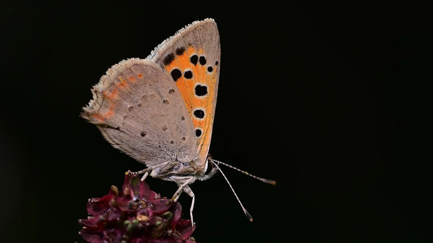 AIGC如何改变金融业？不是所有智能化问题都要用大模型解决