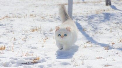 印度一大学买宇树机器狗冒充自研,被扒后坦白;智谱致歉并宣布补偿,《镖人》用 Seedance 2.0 做片尾彩蛋;OpenAI 算力狂想退烧|AI周报