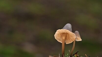 刚刚，前旷视CEO印奇出任阶跃星辰董事长