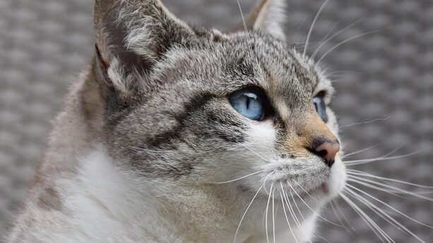 GPT-5.2 的能力评估、市场反应与AI竞争格局演化