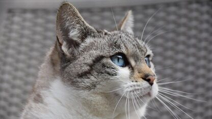 Anthropic 将 Claude Code 扩展至 Web 和移动平台