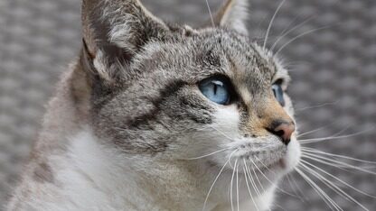 GPT-5.2 的能力评估、市场反应与AI竞争格局演化