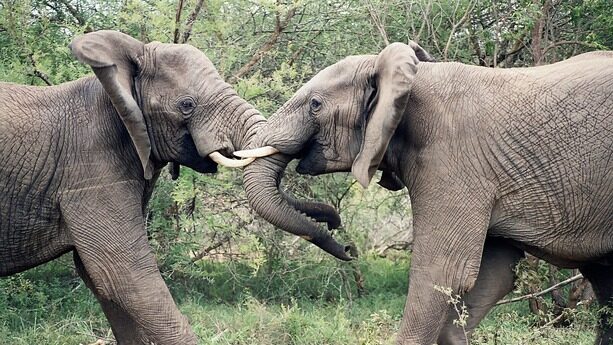 马斯克、奥特曼新口水战又曝新瓜，马斯克认定OpenAI必死才离开？！奥特曼：你不能翻篇吗？