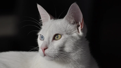 慢 SQL 诊断准确率 99.99%，天翼云基于 Apache Doris MCP 的 AI 智能运维实践