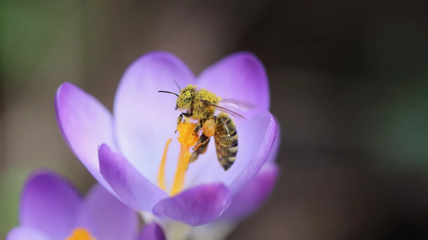 闲鱼正在悄悄放弃Flutter吗？