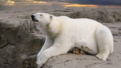 Meta详细阐述基于LLM级训练、混合并行计算与知识迁移的GEM广告模型